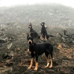 歌手DAI的图片