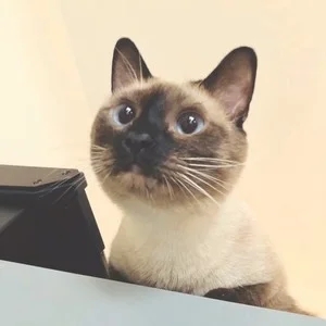 歌手茶茶的图片