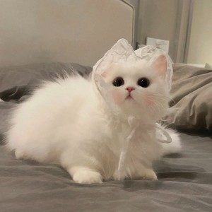 伴奏趁着雨天偷只猫 纯伴奏 原版超清伴奏 无伴唱的封面