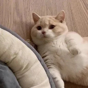 歌手cici_的图片