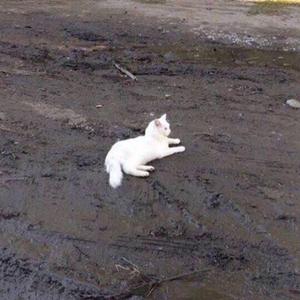 歌手ODD陈思键的图片
