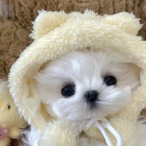 歌手芋圆小狗Puppy的图片