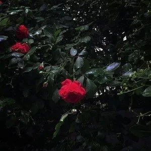 歌手YZ.的图片
